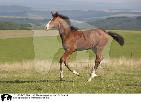 galoppierendes Warmblut Fohlen / galloping warmblood foal / SST-07270
