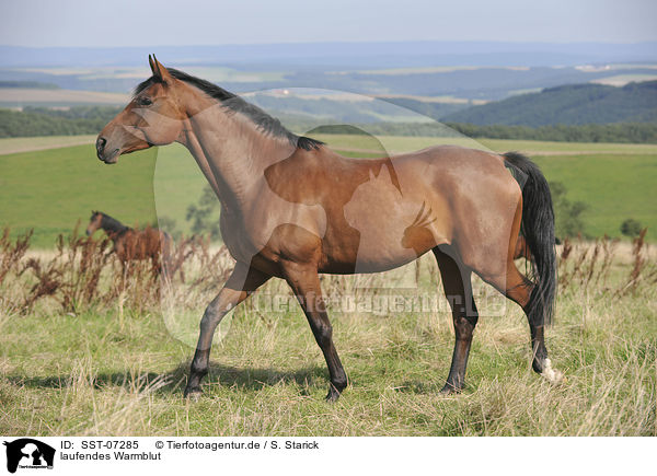laufendes Warmblut / walking warmblood / SST-07285