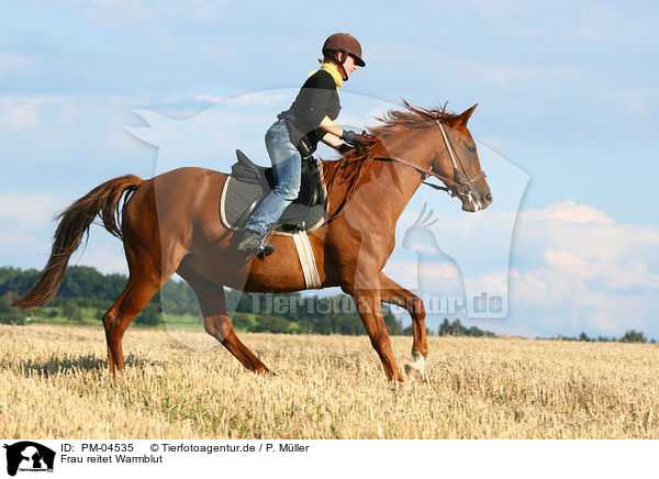 Frau reitet Warmblut / woman rides warmblood / PM-04535