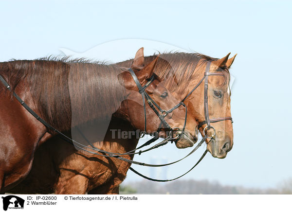 2 Warmblter / 2 warmbloods / IP-02600
