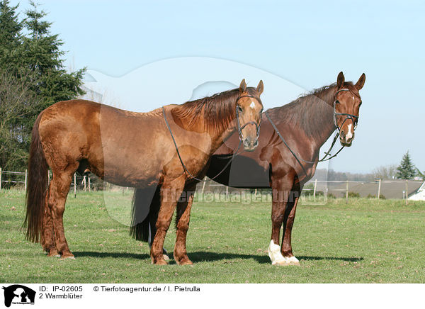 2 Warmblter / 2 warmbloods / IP-02605
