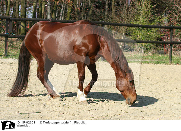 Warmblut / warmblood / IP-02608