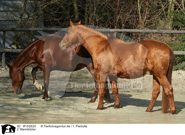 2 Warmblter / 2 warmbloods / IP-02620