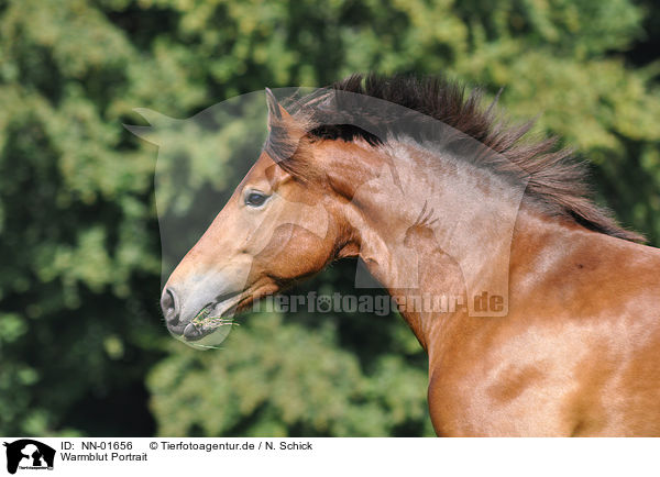 Warmblut Portrait / warmblood portrait / NN-01656
