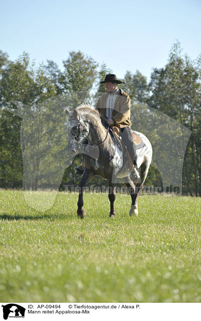 Mann reitet Appaloosa-Mix / man rides Appaloosa-Mix / AP-09494