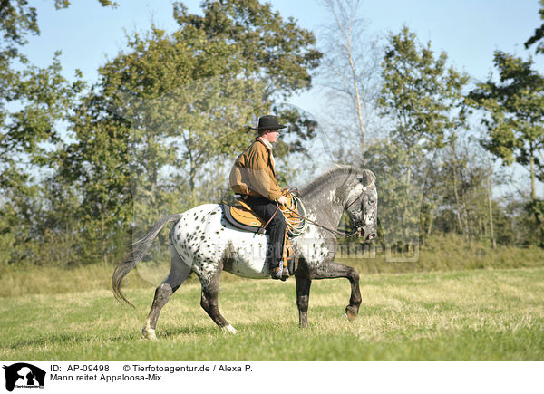 Mann reitet Appaloosa-Mix / man rides Appaloosa-Mix / AP-09498