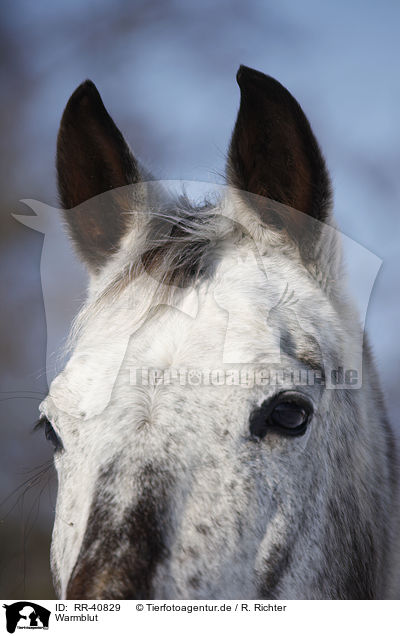 Warmblut / warmblood / RR-40829