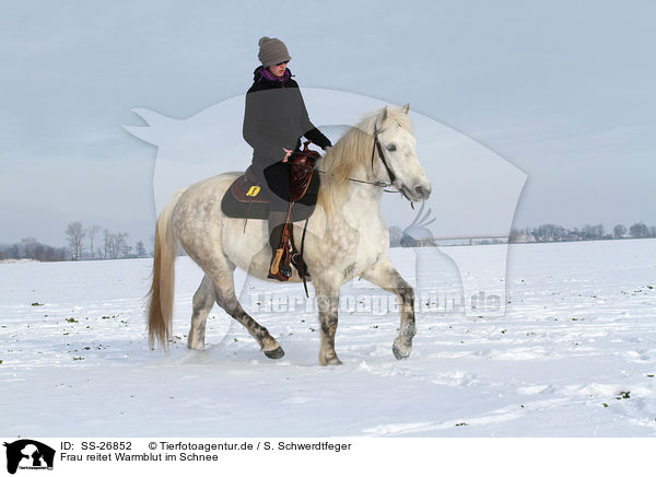 Frau reitet Warmblut im Schnee / SS-26852