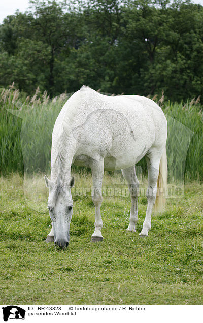 grasendes Warmblut / RR-43828