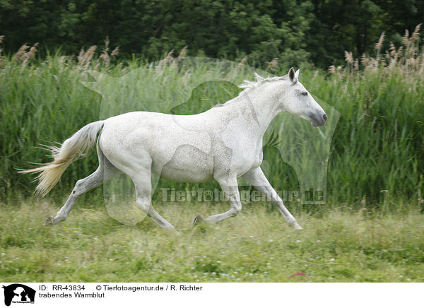 trabendes Warmblut / RR-43834