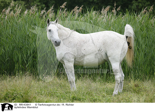 pfelndes Warmblut / warmblood / RR-43841