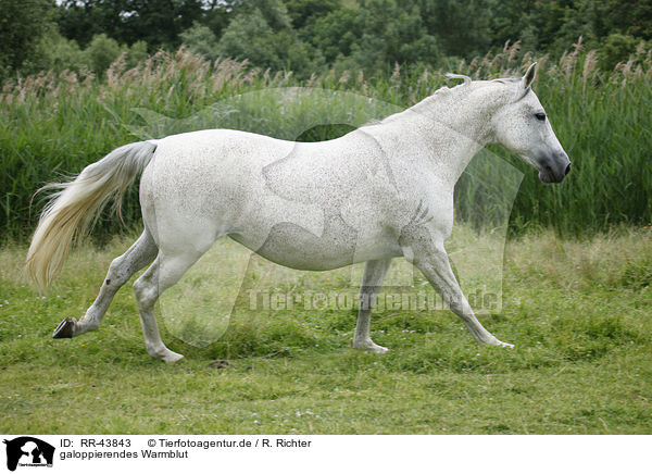 galoppierendes Warmblut / galloping warmblood / RR-43843