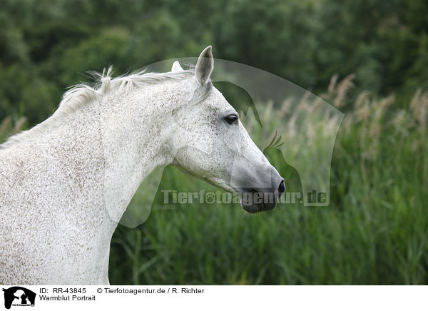 Warmblut Portrait / warmblood portrait / RR-43845