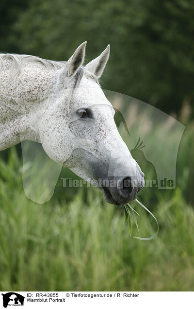 Warmblut Portrait / warmblood portrait / RR-43855