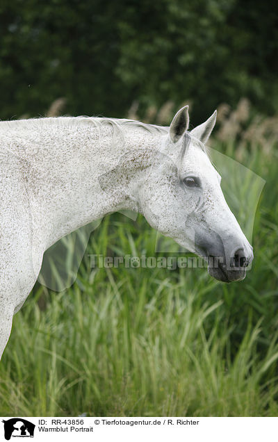 Warmblut Portrait / warmblood portrait / RR-43856