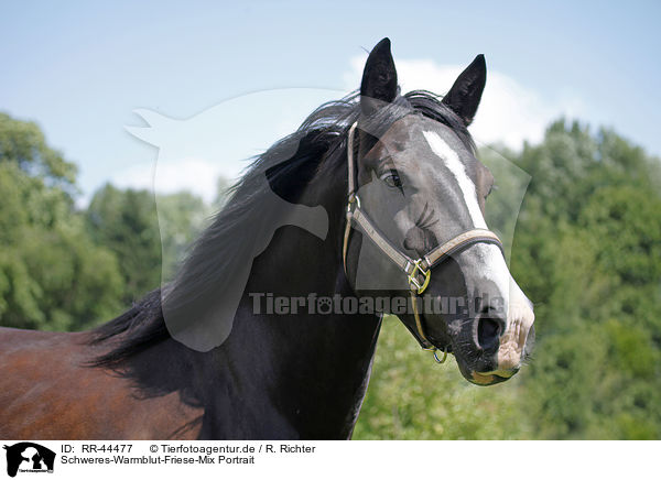 Schweres-Warmblut-Friese-Mix Portrait / RR-44477