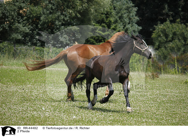 2 Pferde / 2 horses / RR-44482
