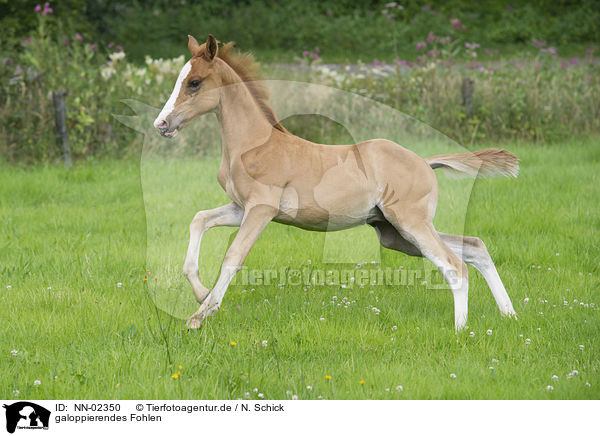 galoppierendes Fohlen / NN-02350