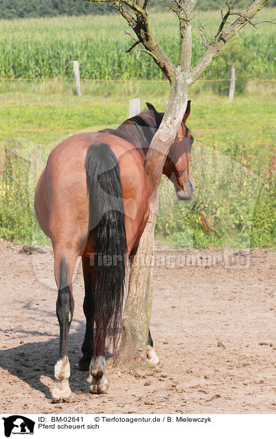 Pferd scheuert sich / horse / BM-02641