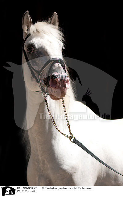 ZfdP Portrait / warmblood portrait / NS-03493