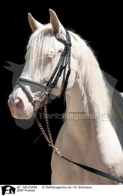 ZfdP Portrait / NS-03499