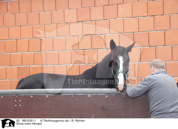 Stute beim Hengst / RR-52611