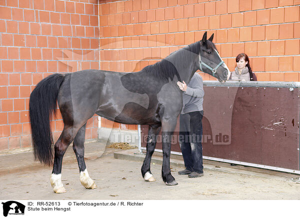 Stute beim Hengst / mating / RR-52613