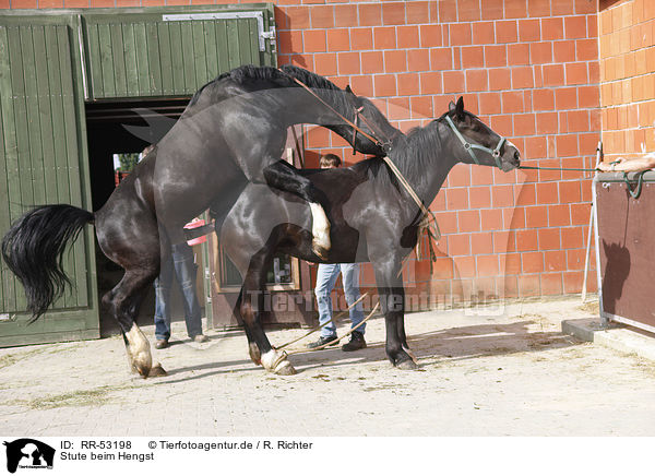 Stute beim Hengst / mating / RR-53198