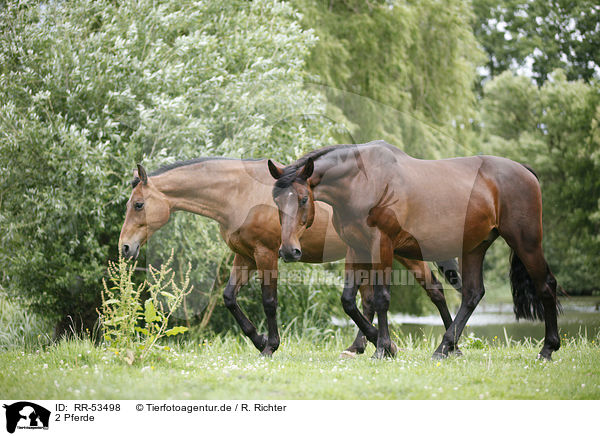 2 Pferde / 2 horses / RR-53498