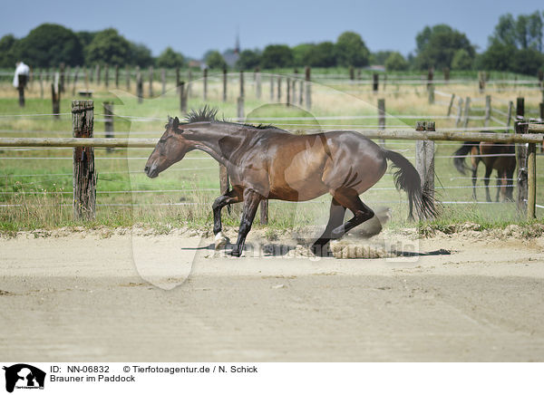 Brauner im Paddock / brown horse in paddock / NN-06832