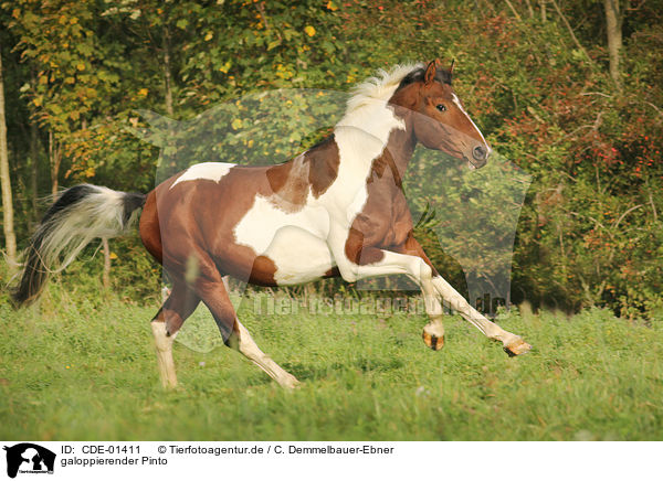 galoppierender Pinto / CDE-01411