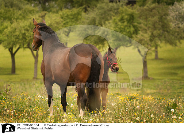 Warmblut Stute mit Fohlen / warmblood mare with foal / CDE-01654