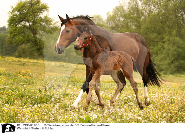 Warmblut Stute mit Fohlen / warmblood mare with foal / CDE-01655