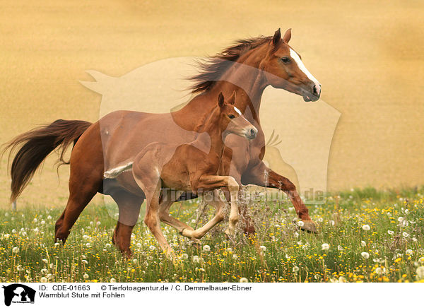 Warmblut Stute mit Fohlen / CDE-01663