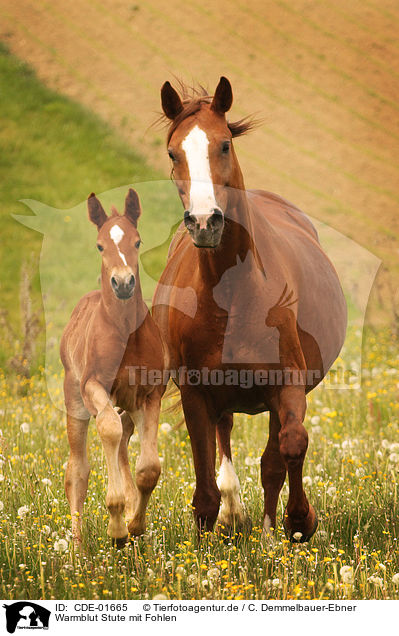 Warmblut Stute mit Fohlen / CDE-01665