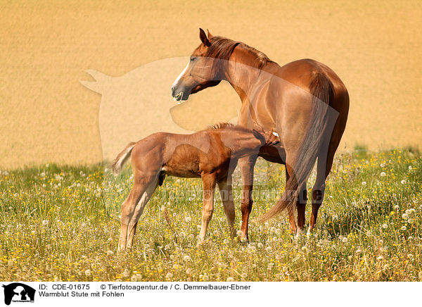 Warmblut Stute mit Fohlen / warmblood mare with foal / CDE-01675