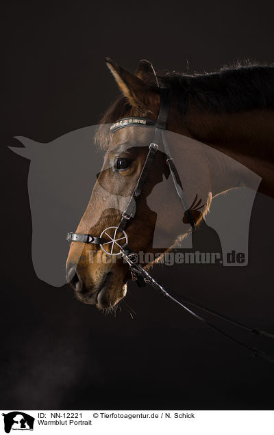 Warmblut Portrait / warmblood portrait / NN-12221