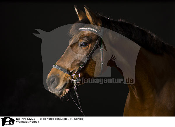 Warmblut Portrait / warmblood portrait / NN-12222