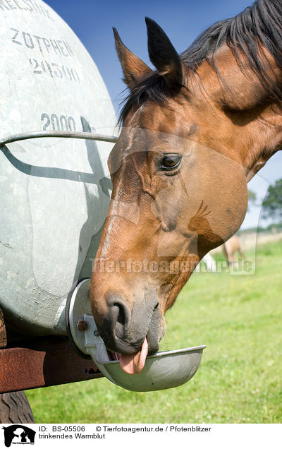 trinkendes Warmblut / drinking warmblood / BS-05506