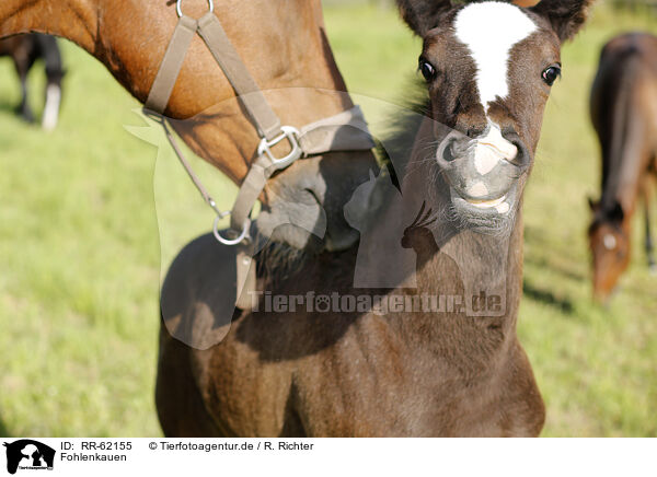 Fohlenkauen / foal / RR-62155