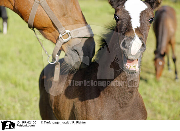 Fohlenkauen / foal / RR-62156