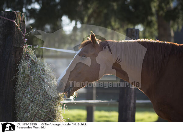 fressendes Warmblut / eating warmblood / NN-13950