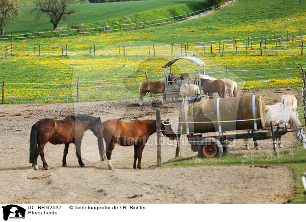 Pferdeherde / herd of horses / RR-62537