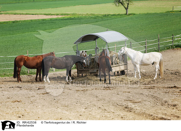 Pferdeherde / herd of horses / RR-62538