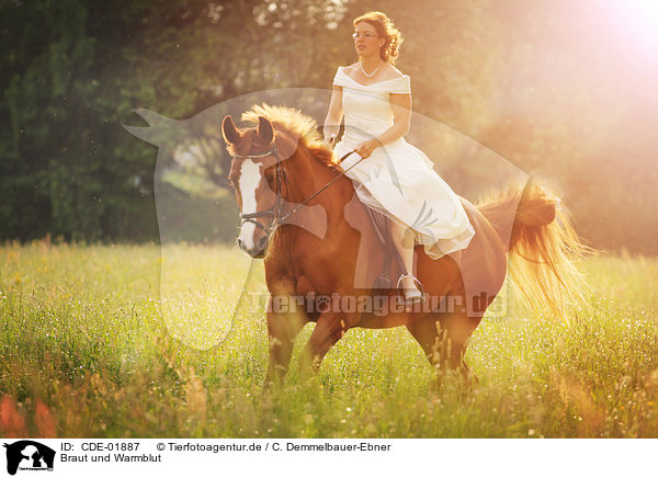Braut und Warmblut / bride and warmblood / CDE-01887