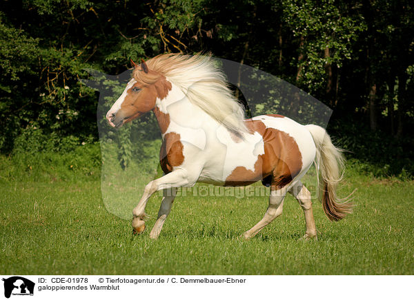 galoppierendes Warmblut / galloping warmblood / CDE-01978