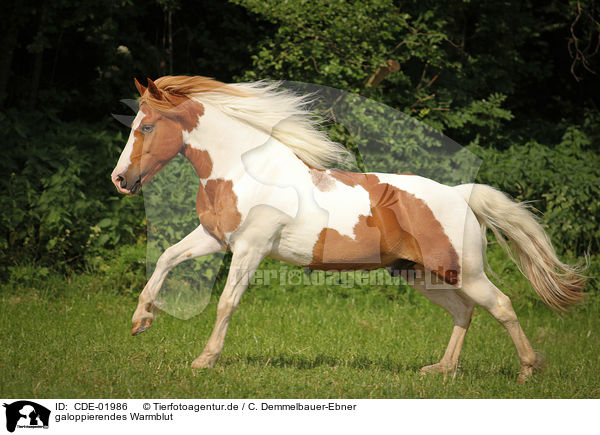 galoppierendes Warmblut / galloping warmblood / CDE-01986