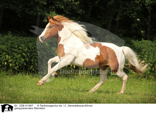 galoppierendes Warmblut / galloping warmblood / CDE-01987