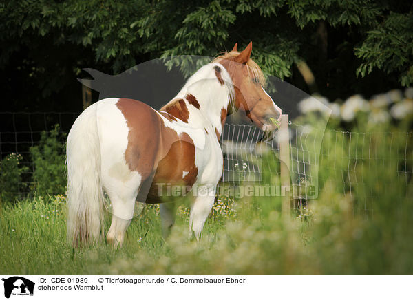 stehendes Warmblut / standing warmblood / CDE-01989