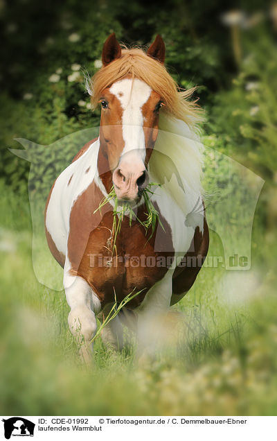 laufendes Warmblut / walking warmblood / CDE-01992